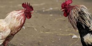 Cách nuôi gà đá chuẩn bằng thức ăn